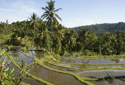 Bali Reisterrassen bei Munduk