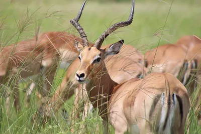 Botswana-Impalas-in-Savuti