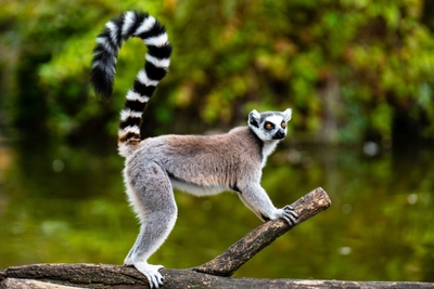 Ringelschwanz Lemur auf dem Zweig eines Baumes