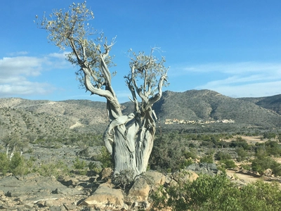 Olivenbaum im Jebel Akhdar