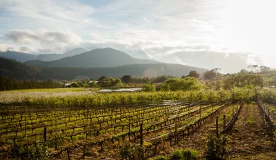 Weingut Franschoek