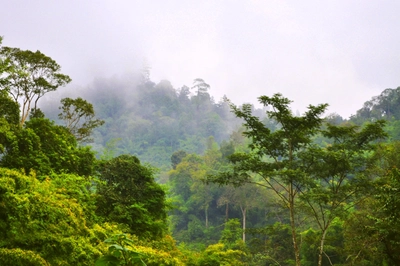 Bergnebelwald in Nordthailand