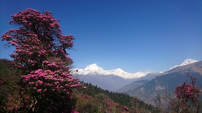 Rhododendronblüte und Dhaulagiri