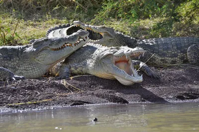 Lake Chamo Arba Minch