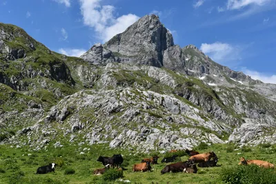 Kühe im Korab-Gebirge