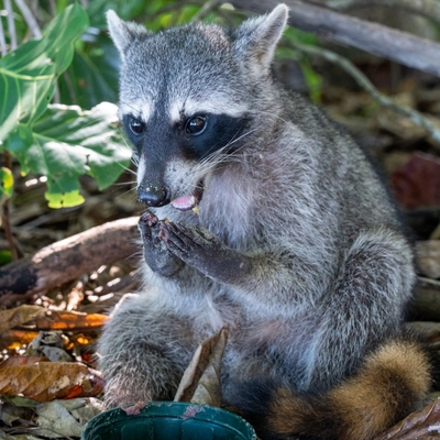 Nasenbär Costa Rica