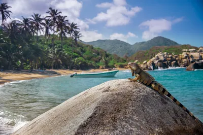 Grüner Leguan im Tayrona-Nationalpark