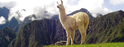 _AMS_IWI_Lama_Machu_Picchu