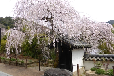 Hasedera Kloster