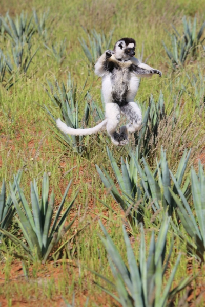 Madagaskar-Sifaka-im-Sisalfeld