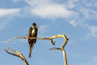 Fregattvogel San Cristobal