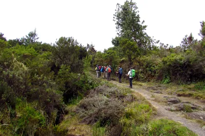 Die Vegetation wird buschig Rongai