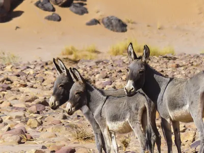 Tiere Esel Wildesel Algerien_2