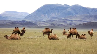 Trampeltiere in der Sogeti-Ebene in Kasachstan