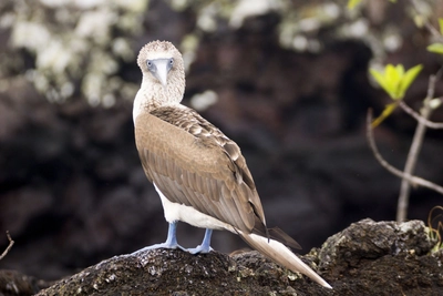 Blaufusstölpel Isabela