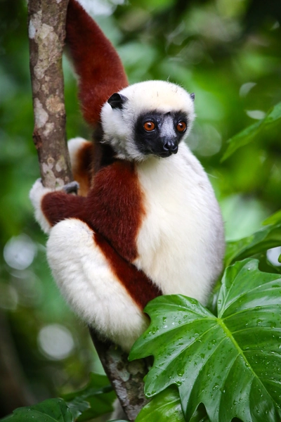 Sifaka Lemur