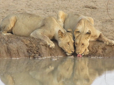 Namibia-Zwei-Löwinnen-am-Wasserloch-Etoscha