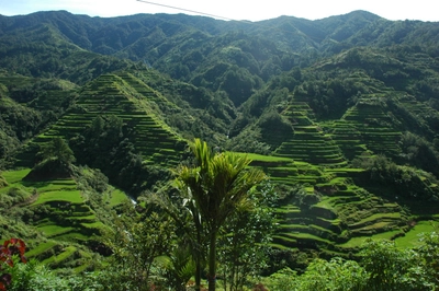 Banaue_Batad Reisfeld