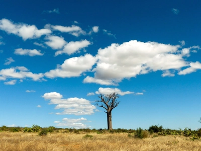 Madagaskar-Baobab