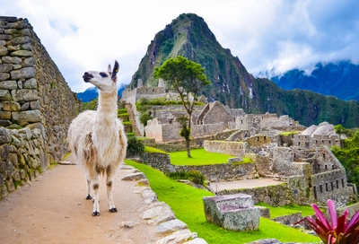 Peru - Lama in Machu Picchu