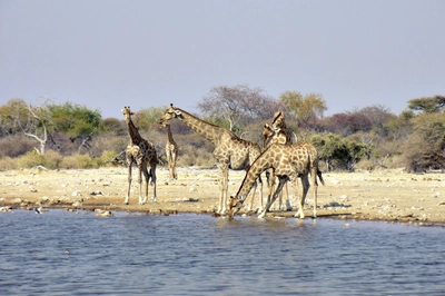 Giraffen beim Wassertrinken Giraffen trinken 2