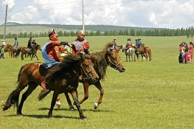 Wilde Verfolgungsjagd während des Naadam-Festes