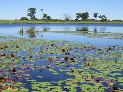 Botswana-Okavango-Delta-Mokoro-Ausflug-Seerosen