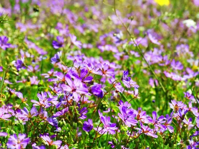 Frühlingsblumen