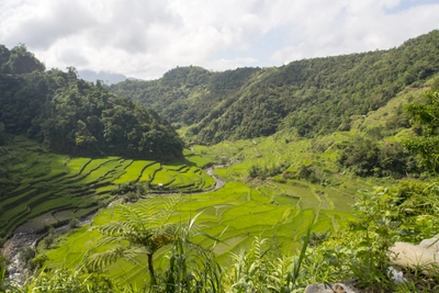 Banaue_Batad Reisfeld