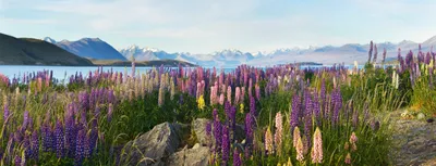 Lupinen am Lake Tekapo