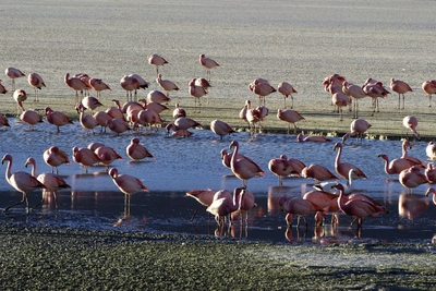 Flamingos in der SalzwuesteFlamingos Salzwueste 2