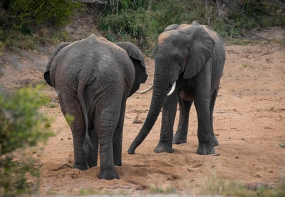 Südafrika-Krüger-Nationalpark-Junge-Elefanten