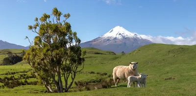 Schafe vor dem Taranaki