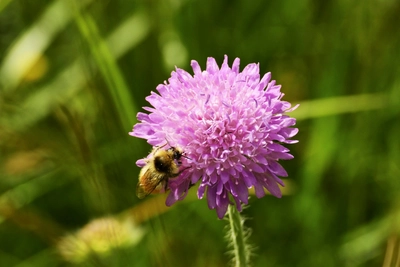 Wildblume in Montenegro