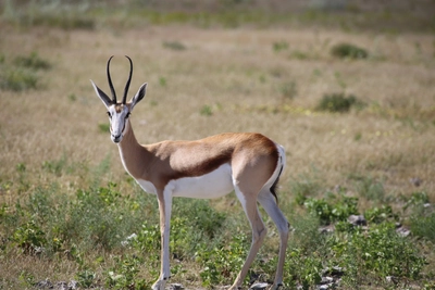 Namibia-Springbock-Etosha-NP