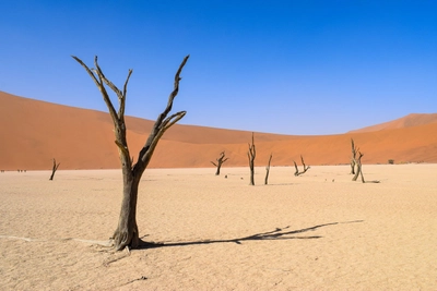 Dead Vlei