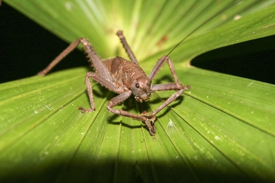 Heuschrecke Amazonas