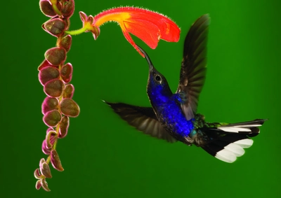 Costa-Rica-Monteverde-Colibri-an-Blume