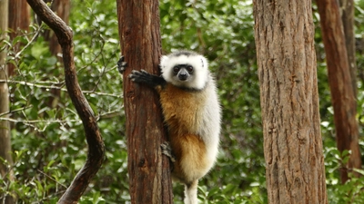 Lemur_3