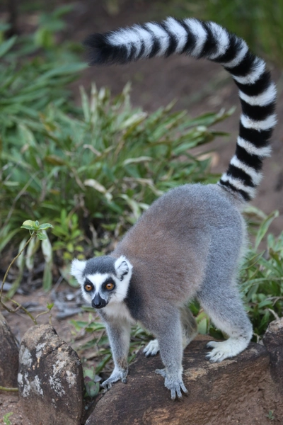 Madagaskar-Catta