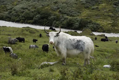 Yak auf der Sommerweide