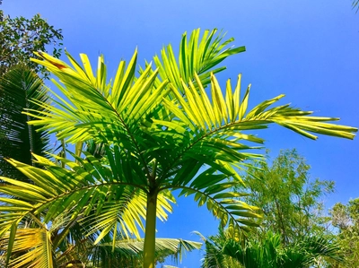 Palme in Kerala