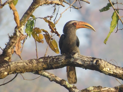 Nashornvogel