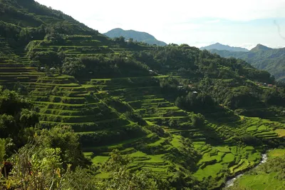 Banaue_Batad Reisfeld