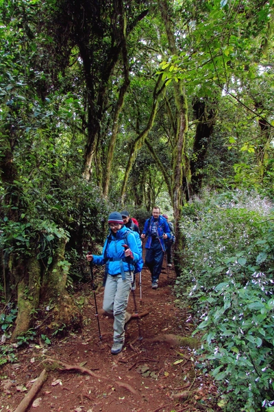 Marangu Route Regenwald