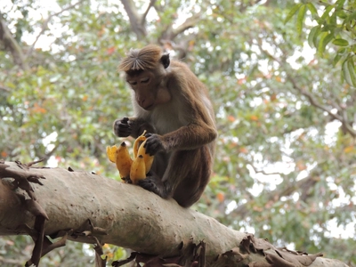 Affe mit Bananen