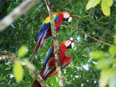 Guacamayas Papagein