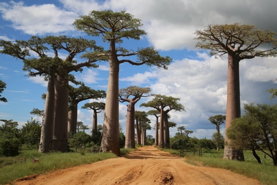 Baobab Allee