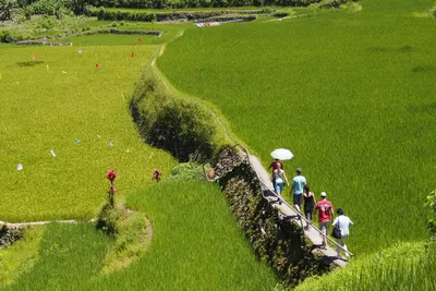 Banaue_Batad Wandern über Reisfelder