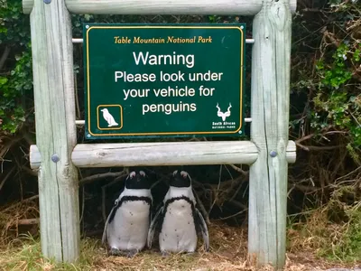 Kapstadt-Pinguine-Schild